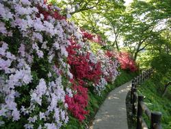 茶臼山公園5