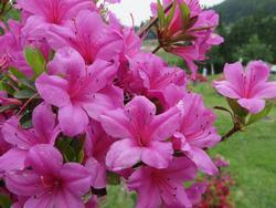 茶臼山公園3
