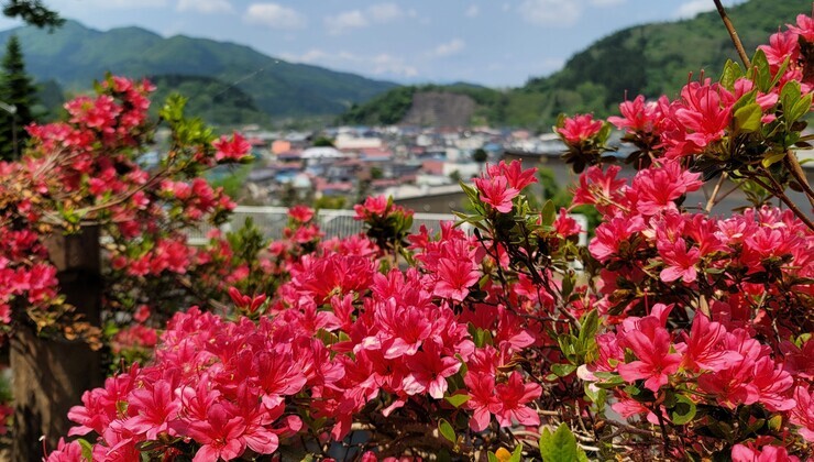 つつじ